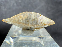 Load image into Gallery viewer, Anatase-01
