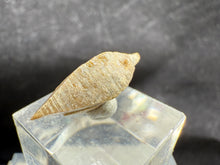 Load image into Gallery viewer, Anatase-01
